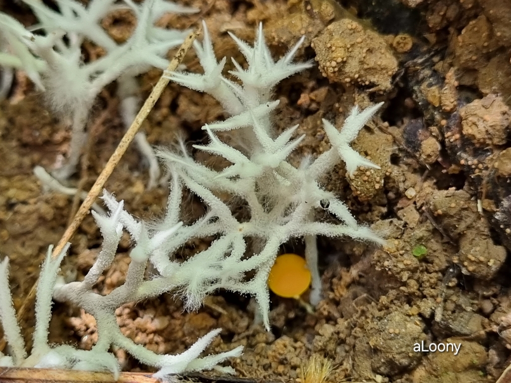 Xylaria furcata