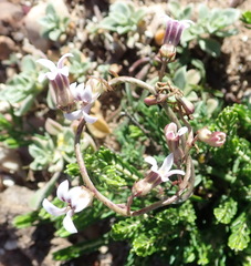 Cyphia dentariifolia