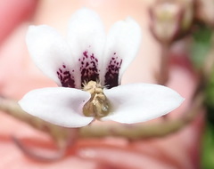 Cyphia dentariifolia