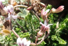 Cyphia dentariifolia