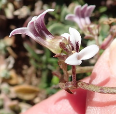 Cyphia dentariifolia