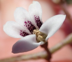 Cyphia dentariifolia