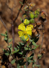 Helianthemum stipulatum