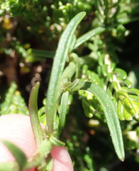 Cyphia dentariifolia