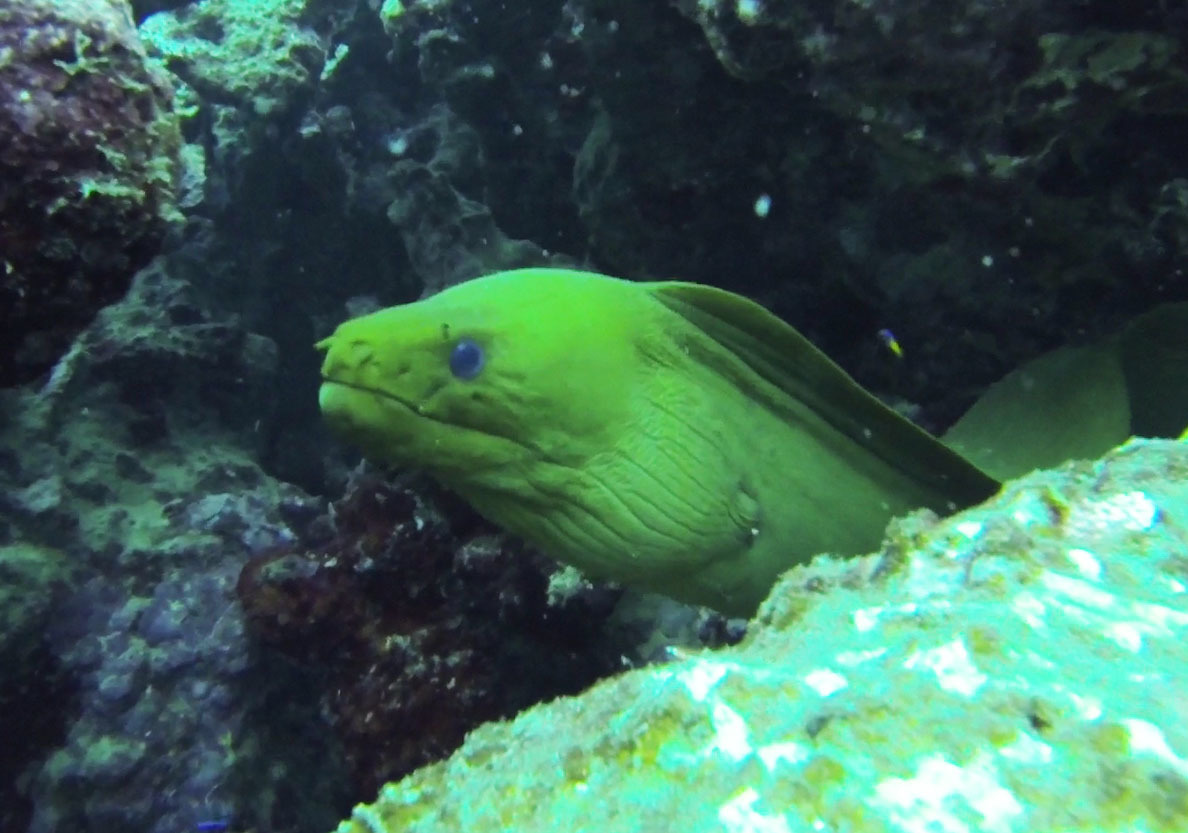 Fotos de Morena Verde (Gymnothorax funebris) · NaturaLista Mexico