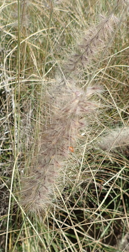 African fountain grass, Tender fountain grass, Fountain grass, Purple fountain grass (Cenchrus setaceus)