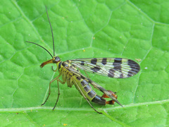 Panorpa vulgaris