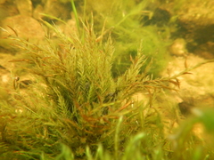 Fontinalis dalecarlica