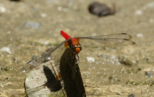 Orange Skimmer photo 3