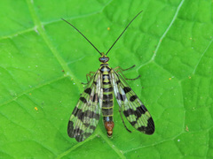 Panorpa vulgaris