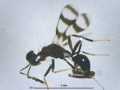 Hoplocrepis