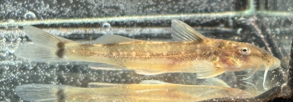Lowveld rock catlet (Chiloglanis swierstrai) — Mochokidae