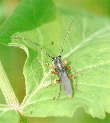 Phytoecia icterica