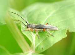 Phytoecia icterica