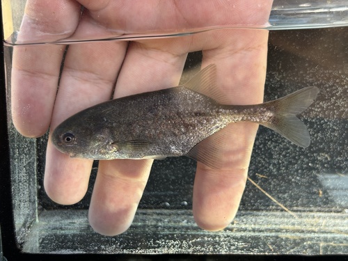 Eastern bottlenose (Petrocephalus wesselsi) — Mormyridae — 2