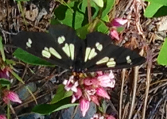 Gnophaela latipennis