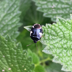 Tritomegas sexmaculatus