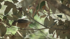 Sylvietta rufescens pallida