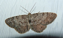 Aethalura intertexta