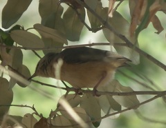 Sylvietta rufescens pallida