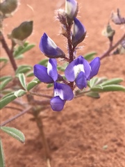 Lupinus pusillus