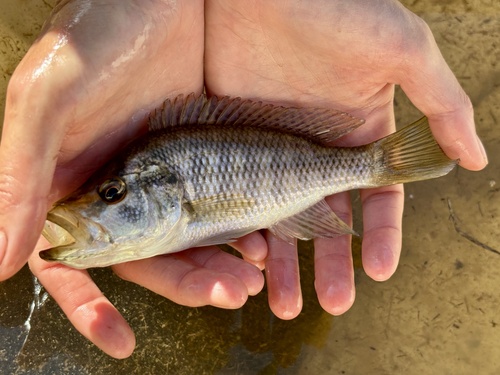 Lowveld largemouth (Serranochromis meridianus) — Cichlidae — 2
