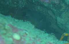 Lotella rhacina