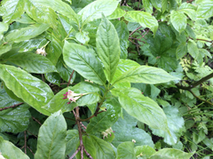 Lonicera alpigena
