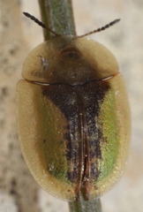 Cassida bergeali