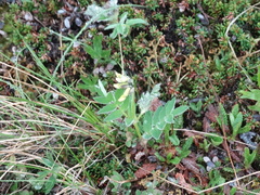 Astragalus umbellatus