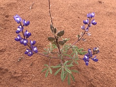 Lupinus pusillus
