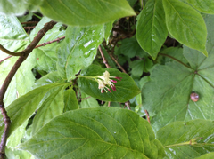 Lonicera alpigena