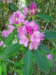 Rhododendron catawbiense