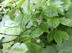 Lonicera alpigena