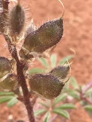Lupinus pusillus