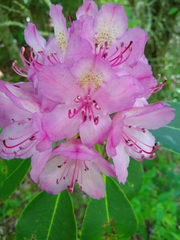 Rhododendron catawbiense