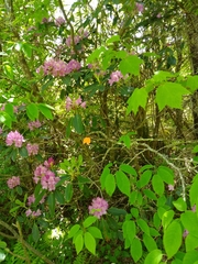Rhododendron catawbiense