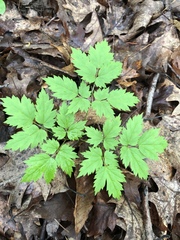 Actaea pachypoda