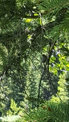 Troglodytes aedon