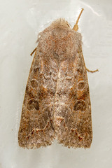 Orthosia revicta