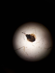 Oxycarenidae