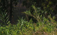 Phragmites frutescens