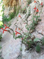 Erythranthe verbenacea