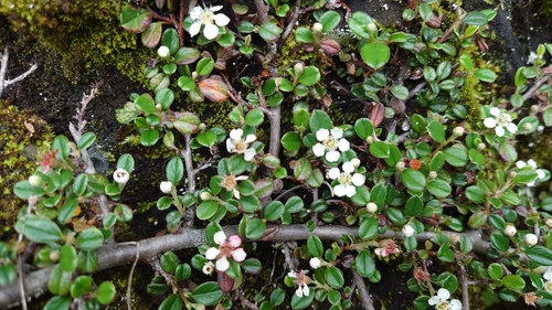 Cotoneaster morrisonensis, photograph 5