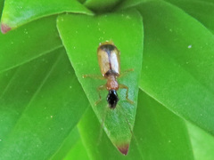 Demetrias monostigma