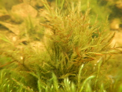 Fontinalis dalecarlica