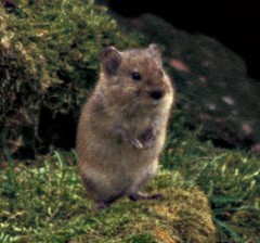 Singing Vole photo 1