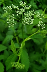 Aegopodium