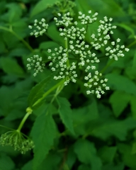 Aegopodium