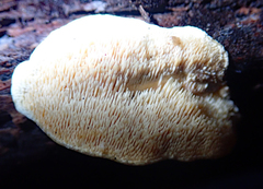 Steccherinum rawakense